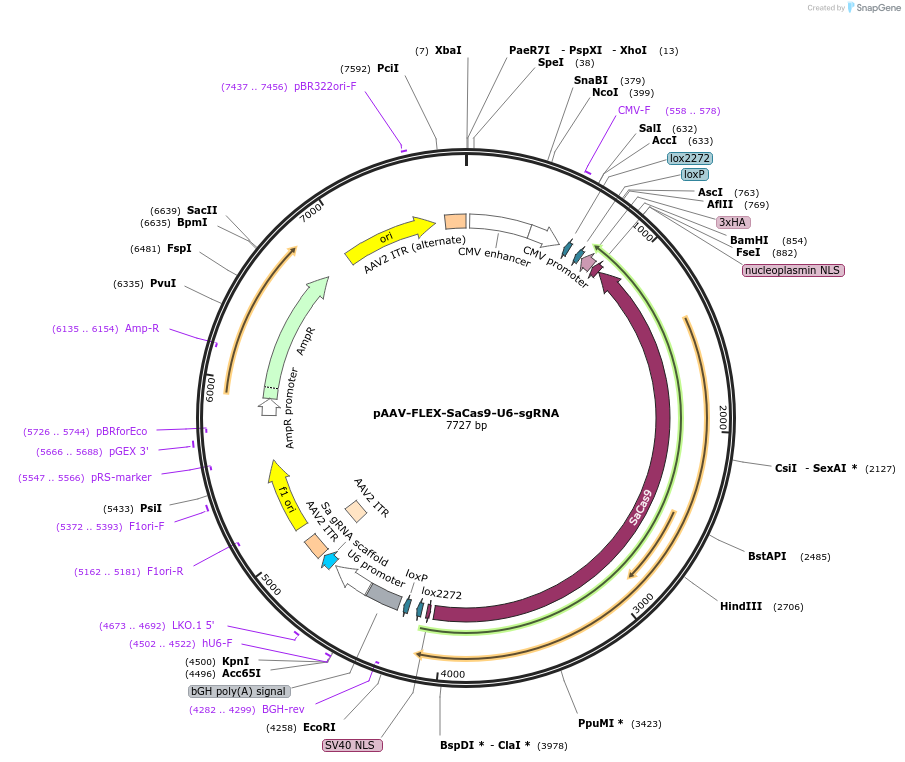 124844-plasmid-map-sequence-id-243728