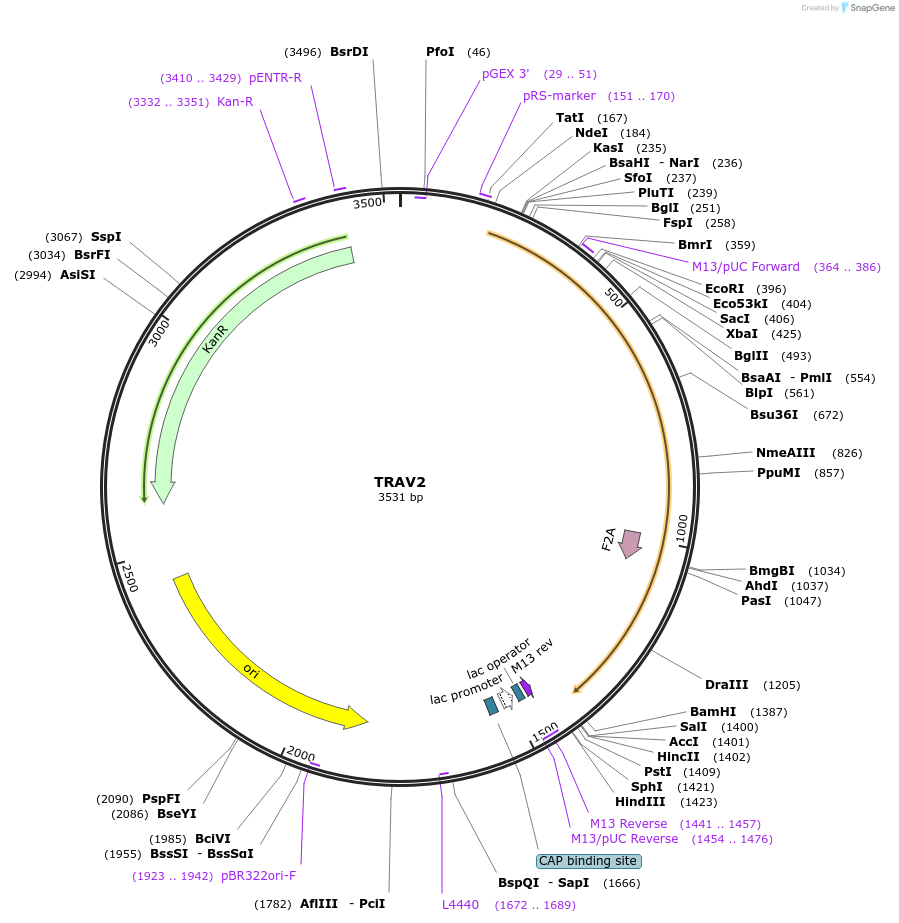 123369-plasmid-map-sequence-id-243729