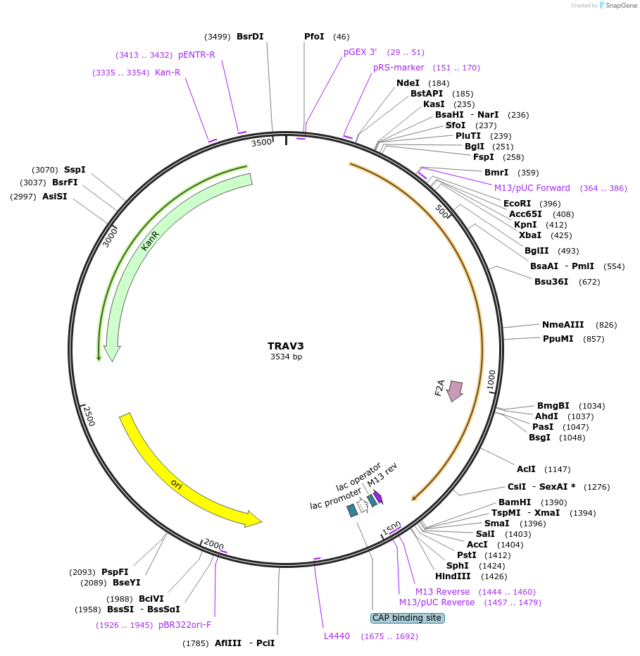 123370-plasmid-map-sequence-id-243730