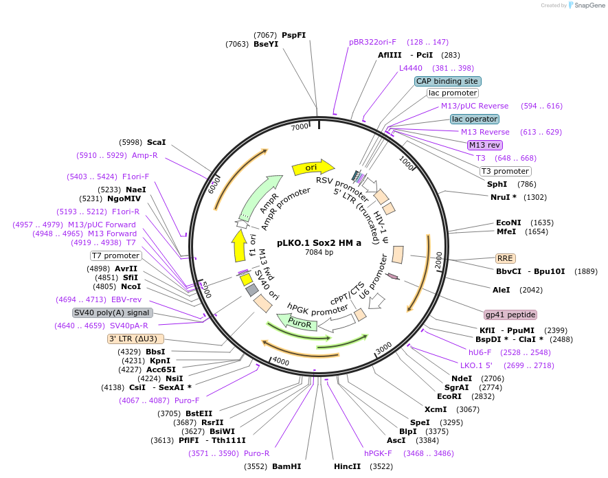 26353-plasmid-map-sequence-id-243733