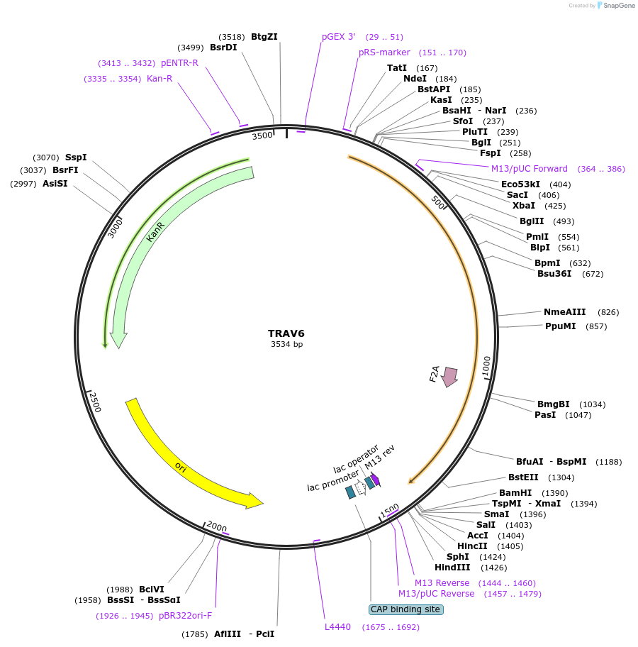 123373-plasmid-map-sequence-id-243737