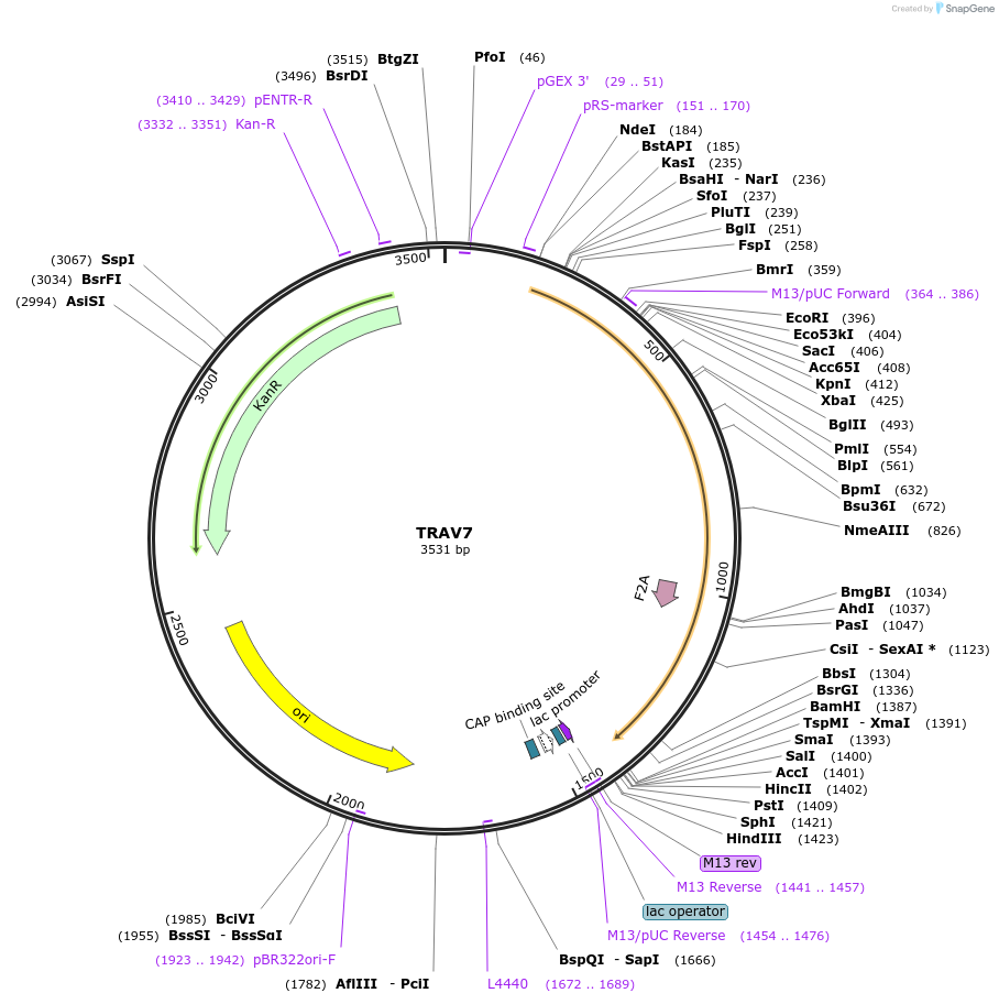 123374-plasmid-map-sequence-id-243738