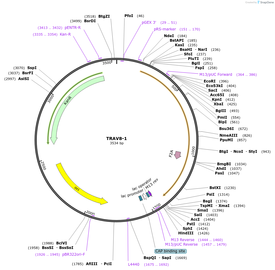 123375-plasmid-map-sequence-id-243739