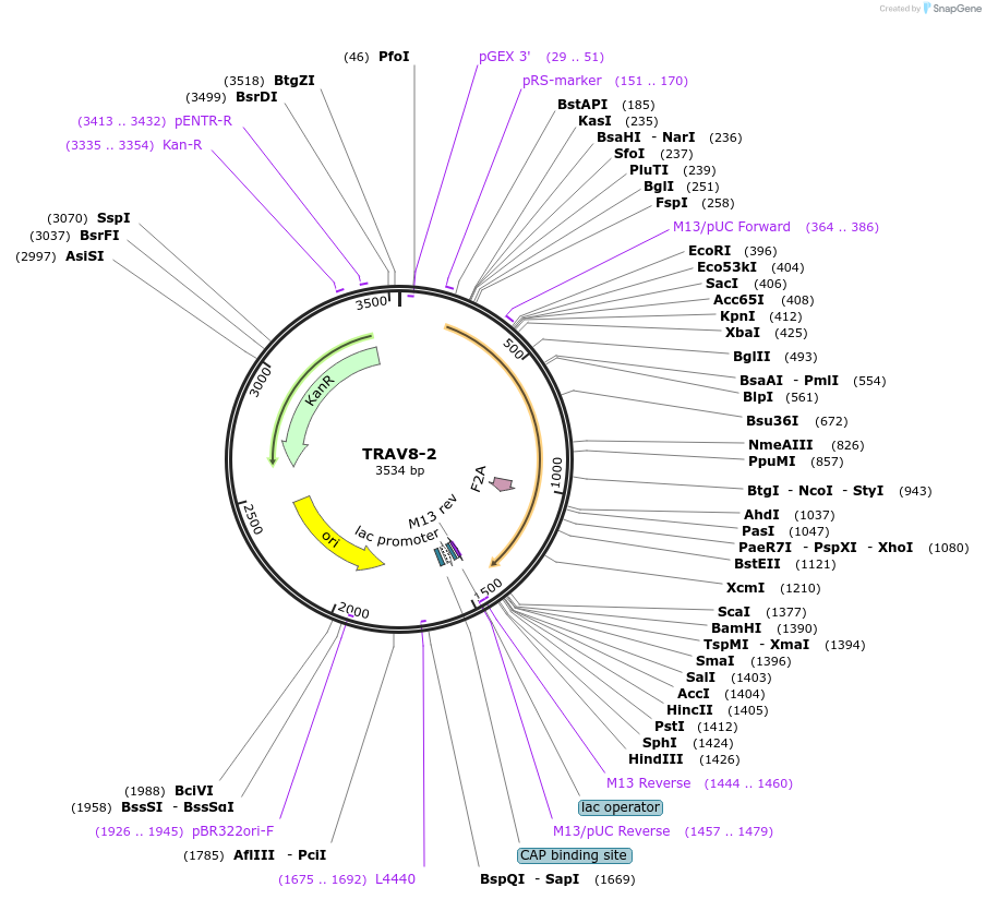 123376-plasmid-map-sequence-id-243740