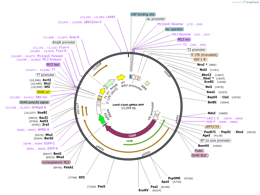 124770-plasmid-map-sequence-id-243741