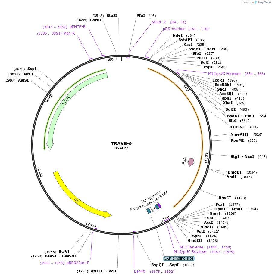 123378-plasmid-map-sequence-id-243747