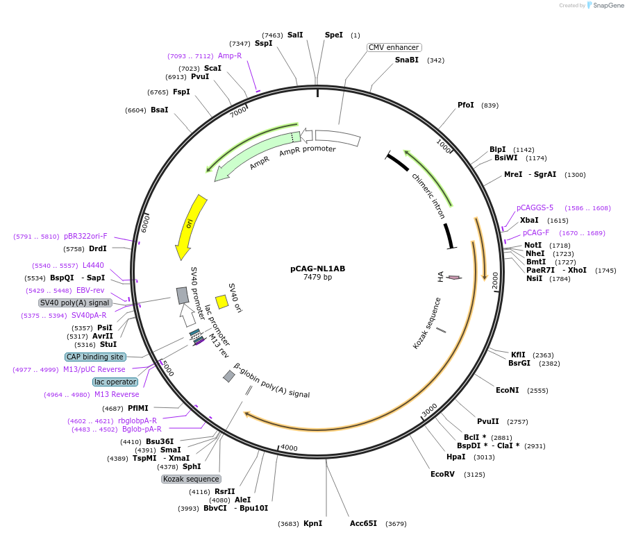 15262-plasmid-map-sequence-id-243751