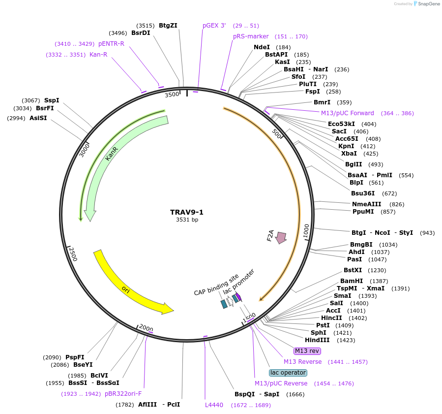 123380-plasmid-map-sequence-id-243753