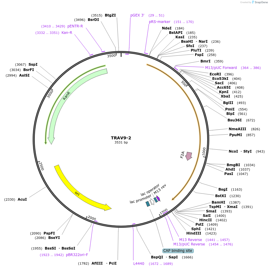 123381-plasmid-map-sequence-id-243754