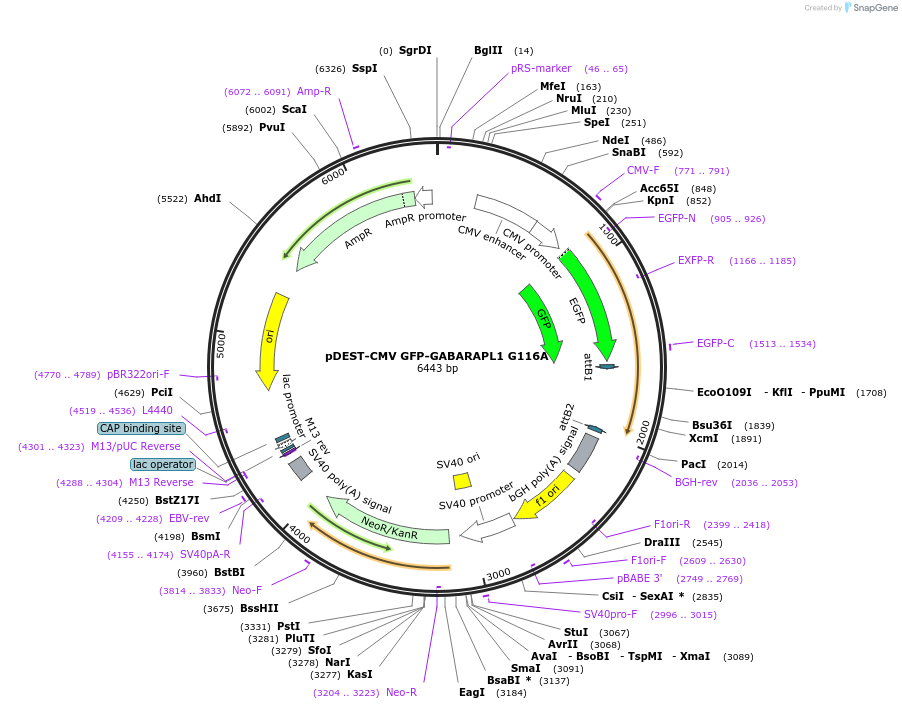123118-plasmid-map-sequence-id-243756