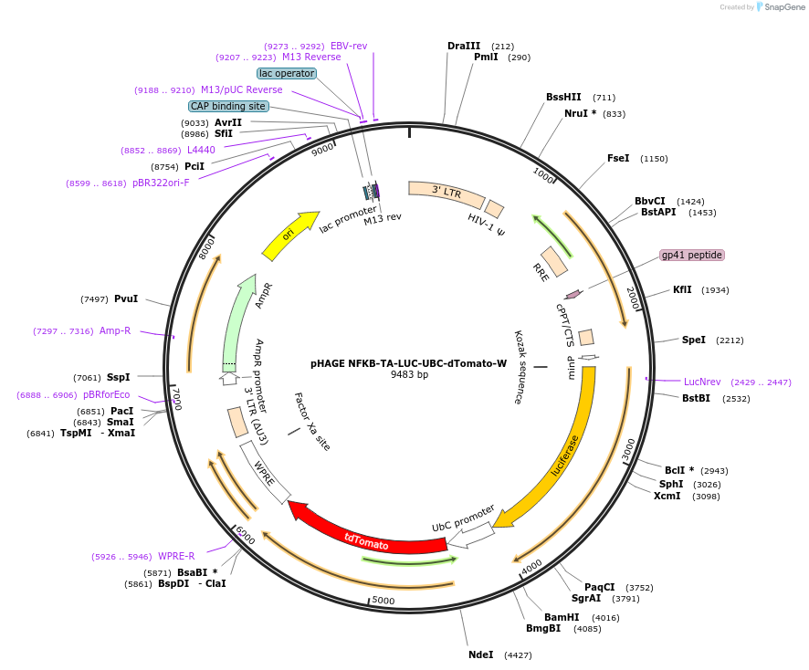 49335-plasmid-map-sequence-id-243759
