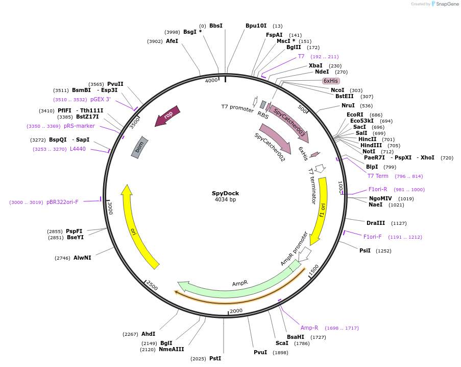 124618-plasmid-map-sequence-id-243763