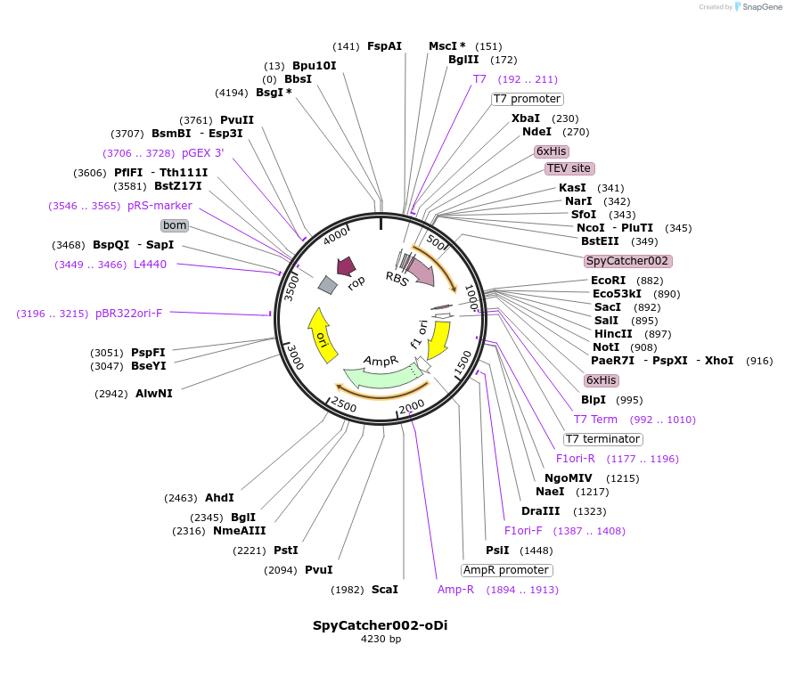 124661-plasmid-map-sequence-id-243764
