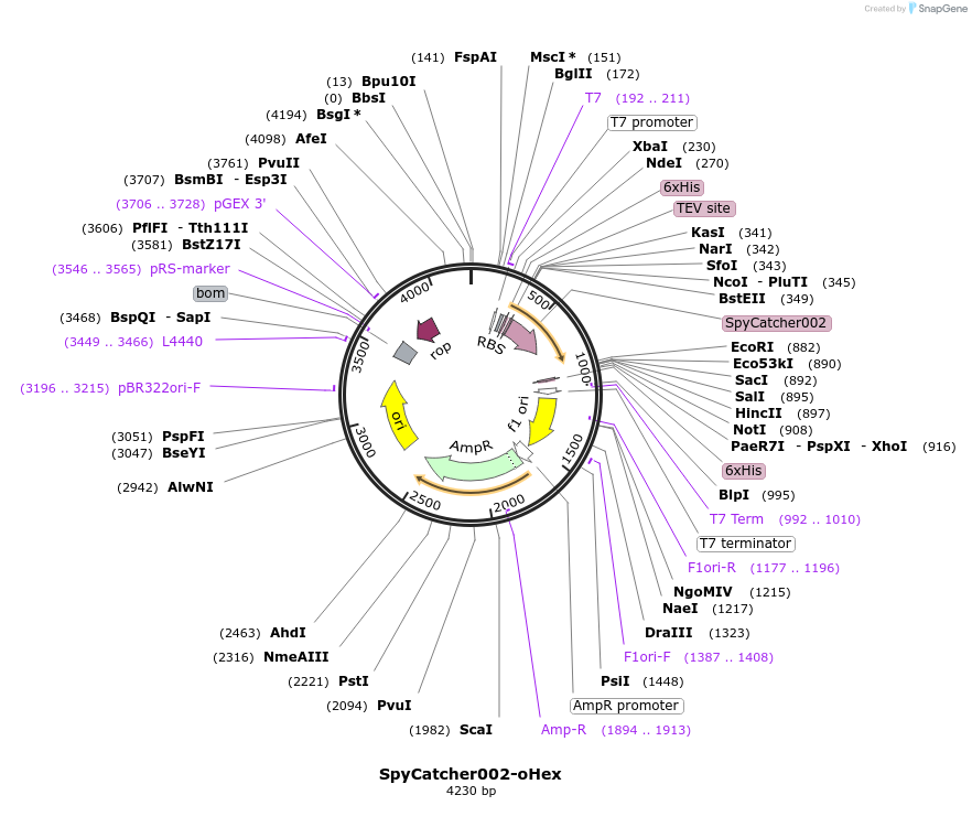 124670-plasmid-map-sequence-id-243770