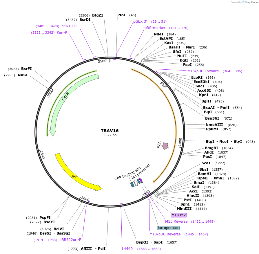 123389-plasmid-map-sequence-id-243777