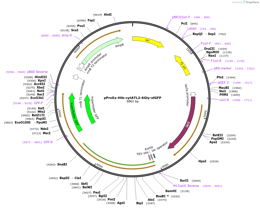 124065-plasmid-map-sequence-id-243780