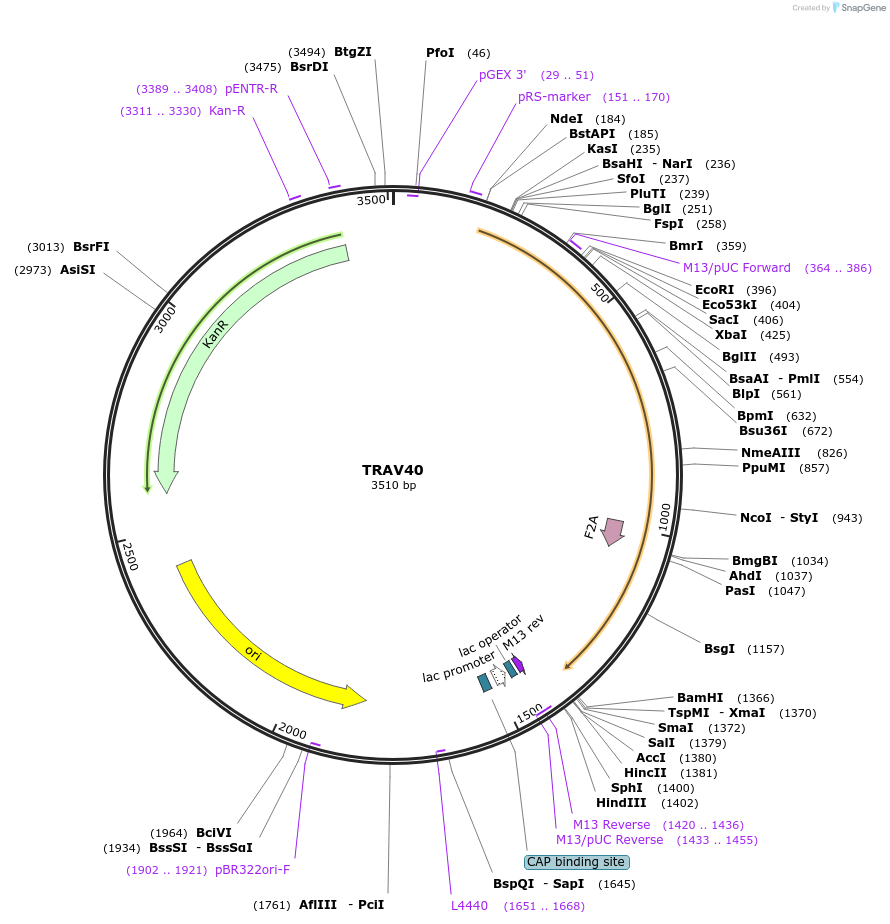 123407-plasmid-map-sequence-id-243783