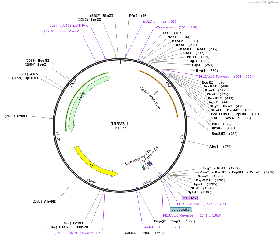 123410-plasmid-map-sequence-id-243785