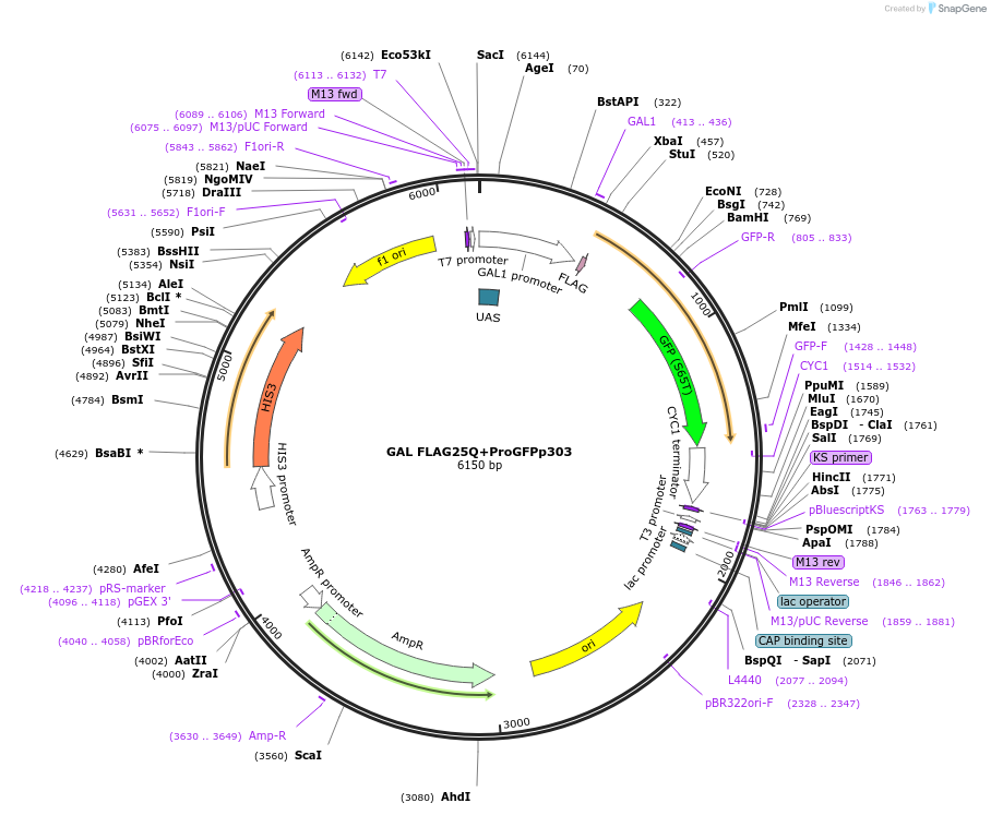 15572-plasmid-map-sequence-id-243790