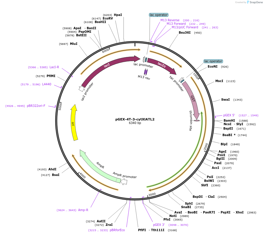124063-plasmid-map-sequence-id-243791