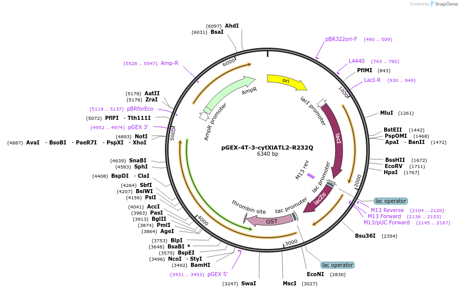 124064-plasmid-map-sequence-id-243793