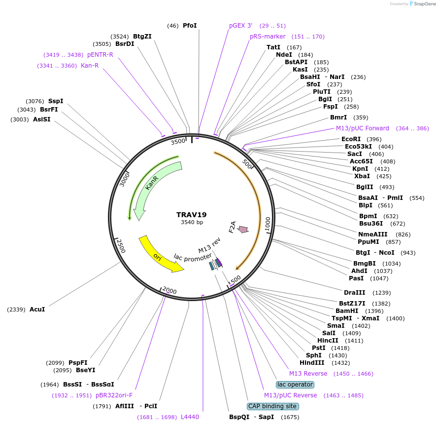 123391-plasmid-map-sequence-id-243794