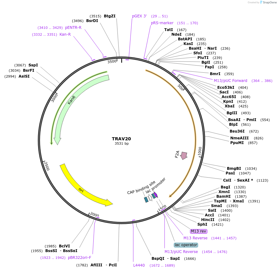 123392-plasmid-map-sequence-id-243796