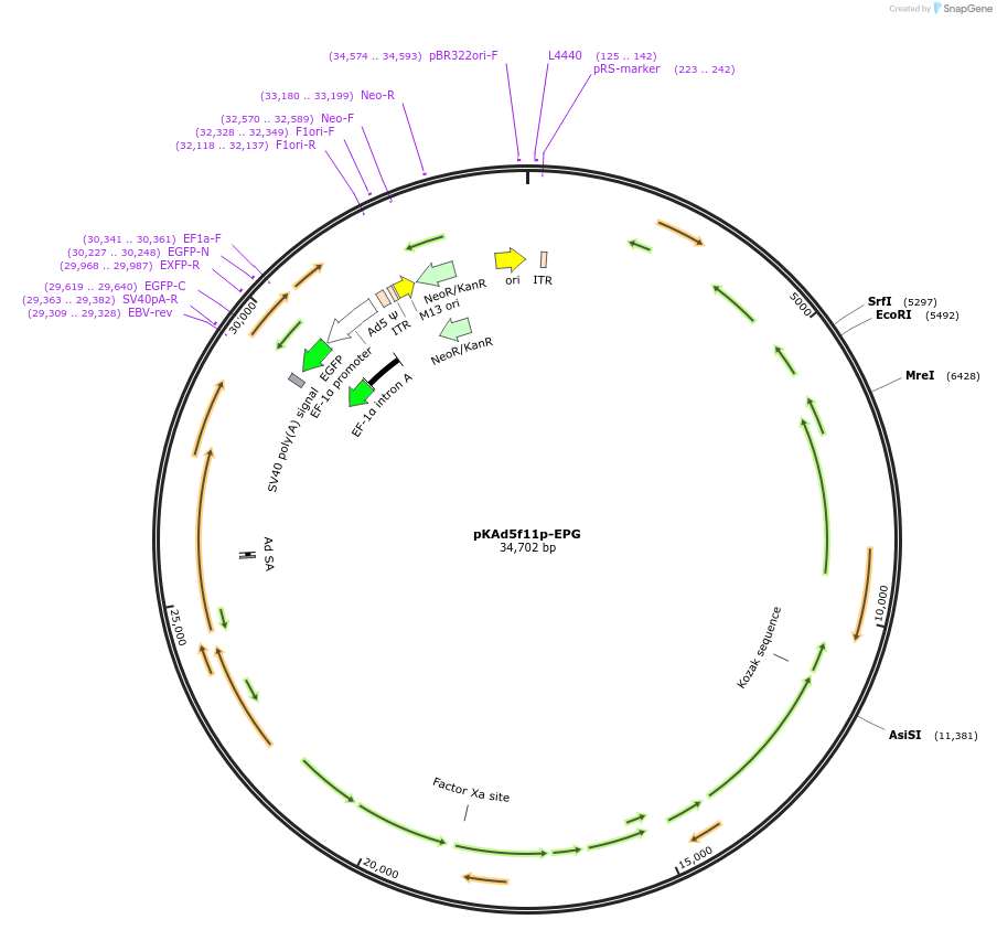 122697-plasmid-map-sequence-id-243798
