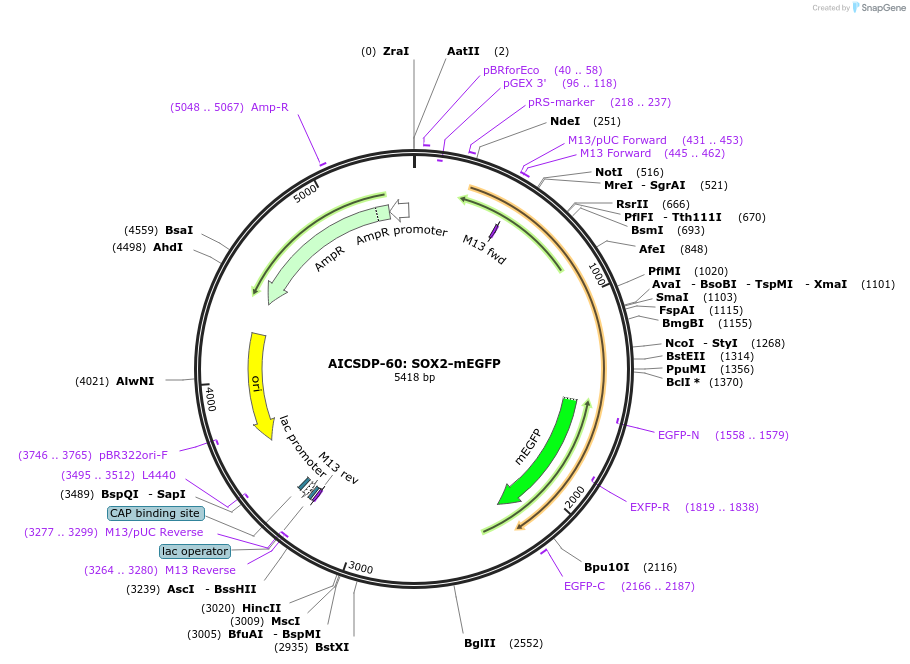 124606-plasmid-map-sequence-id-243801