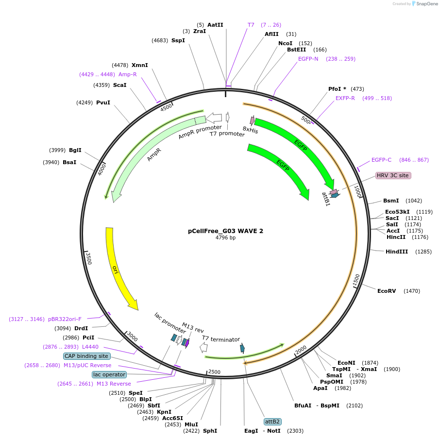 67098-plasmid-map-sequence-id-243807