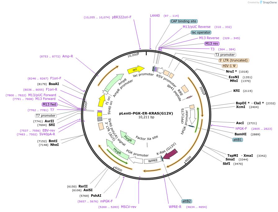 35635-plasmid-map-sequence-id-243816