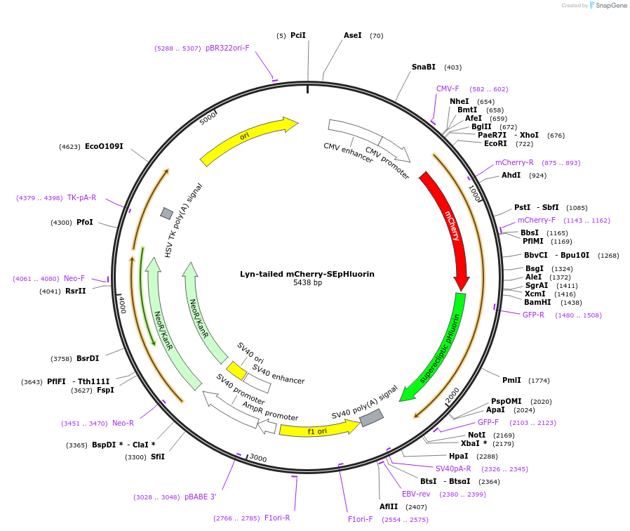 32002-plasmid-map-sequence-id-243818