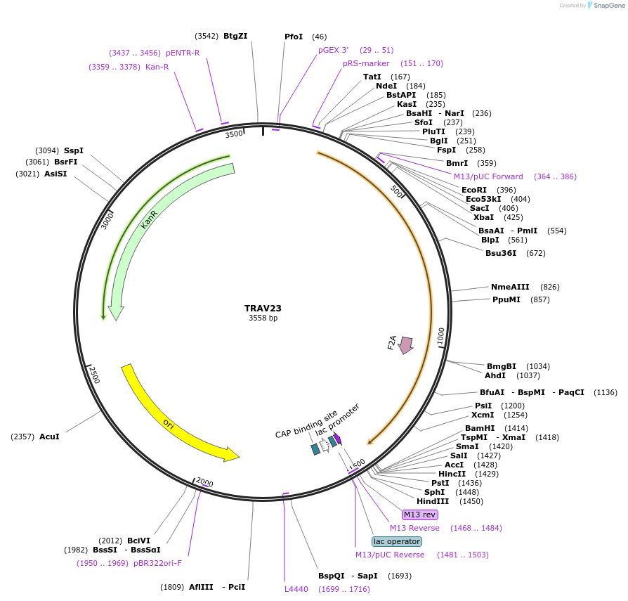 123395-plasmid-map-sequence-id-243820