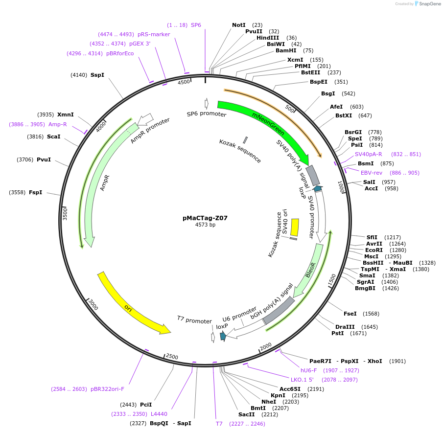 124790-plasmid-map-sequence-id-243821