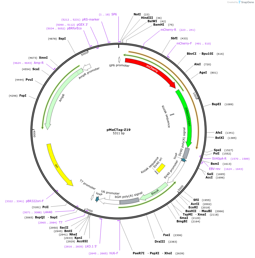 124791-plasmid-map-sequence-id-243822
