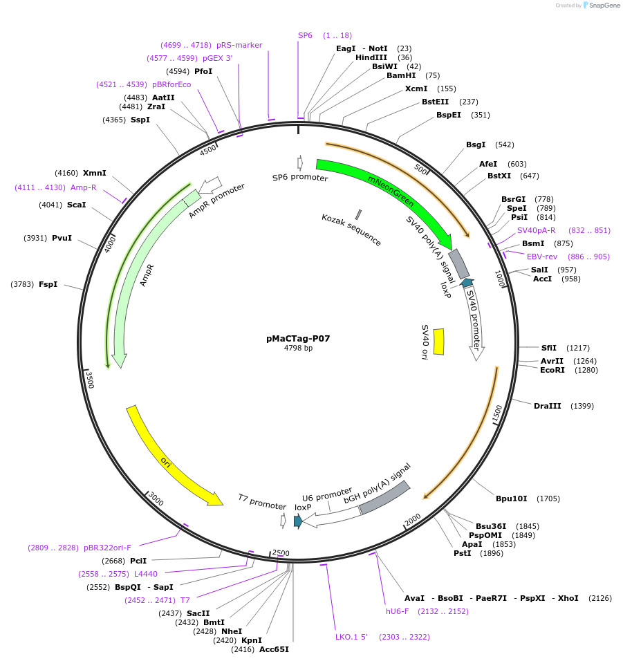 124788-plasmid-map-sequence-id-243823