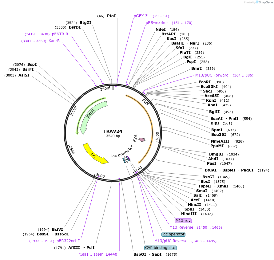 123396-plasmid-map-sequence-id-243825