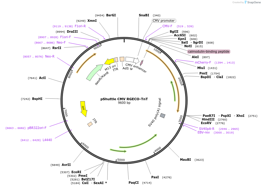 124643-plasmid-map-sequence-id-243834