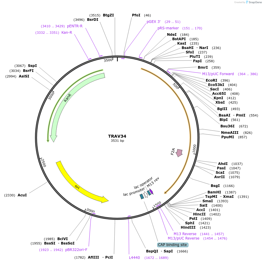 123402-plasmid-map-sequence-id-243836
