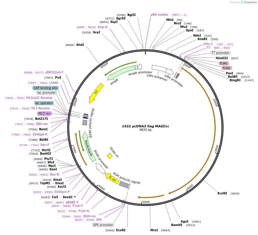 10714-plasmid-map-sequence-id-243837