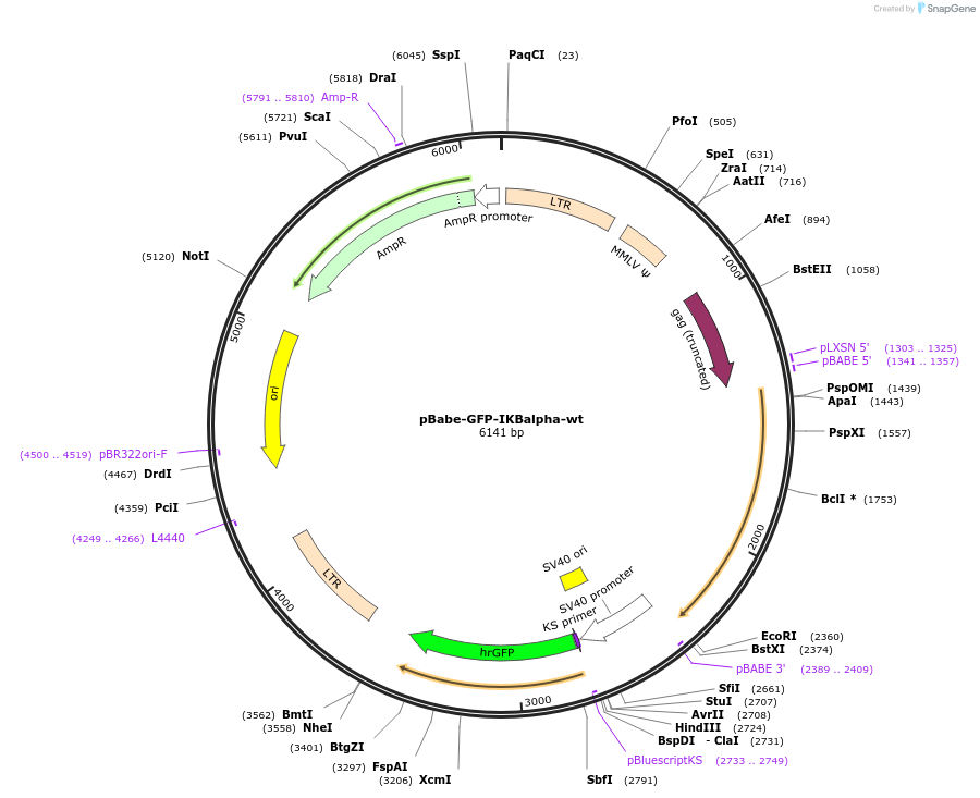 15263-plasmid-map-sequence-id-243842