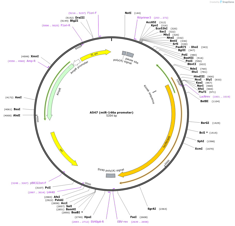 15091-plasmid-map-sequence-id-243846