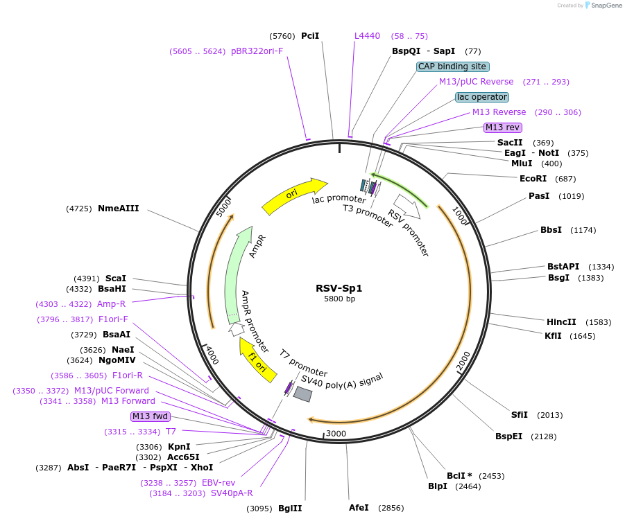 12098-plasmid-map-sequence-id-243848