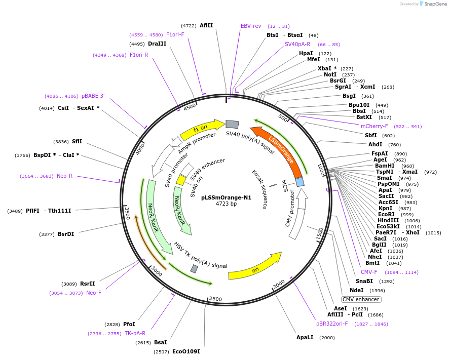 37130-plasmid-map-sequence-id-243851