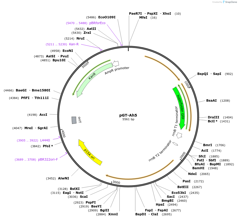 122572-plasmid-map-sequence-id-243854