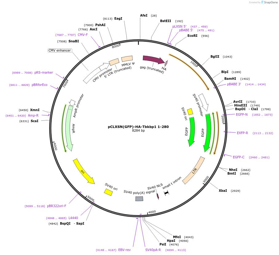125178-plasmid-map-sequence-id-243863