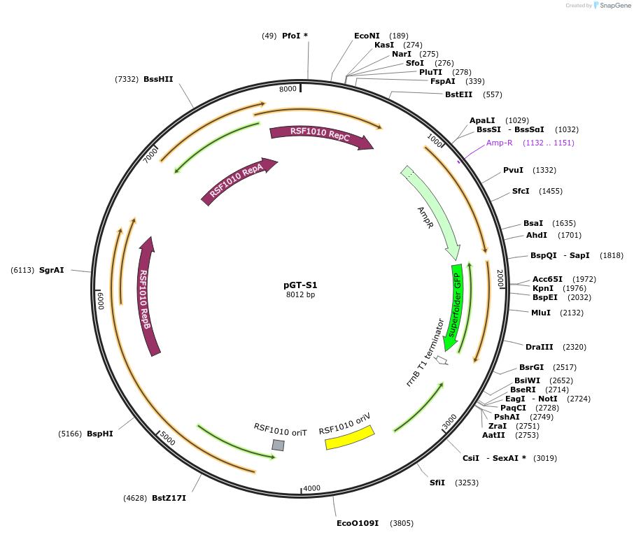122582-plasmid-map-sequence-id-243864