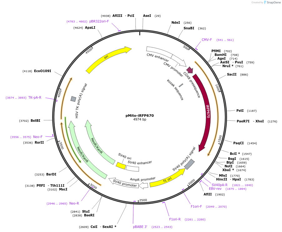 45462-plasmid-map-sequence-id-243877