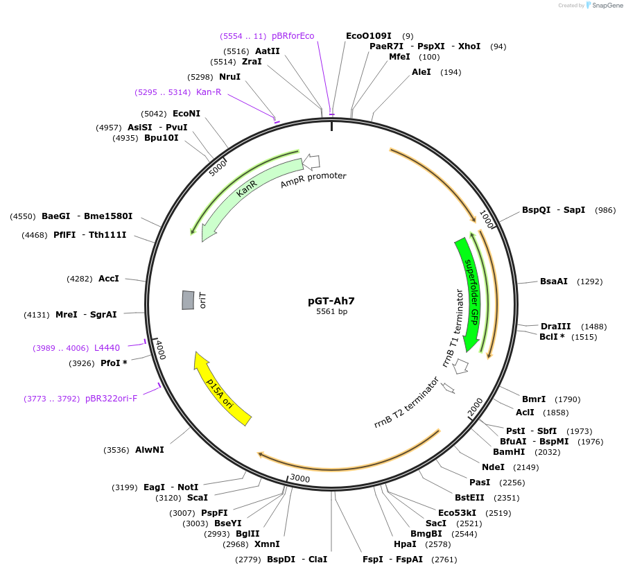 122574-plasmid-map-sequence-id-243880