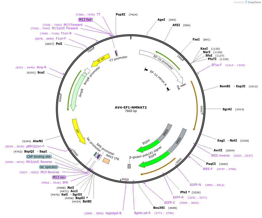 124970-plasmid-map-sequence-id-243888